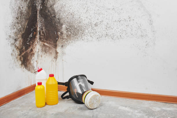 Best Residential Mold Removal  in Gowanda, NY