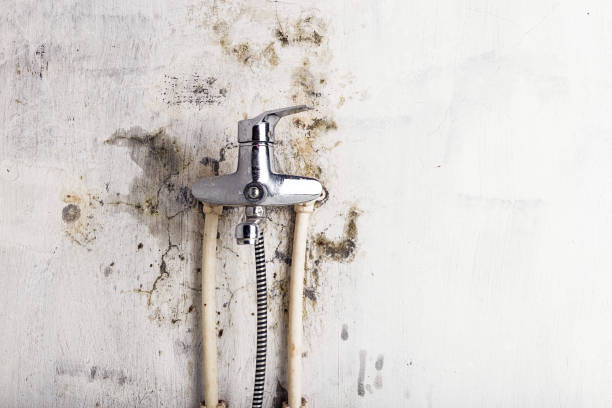 Best Emergency Mold Removal  in Gowanda, NY