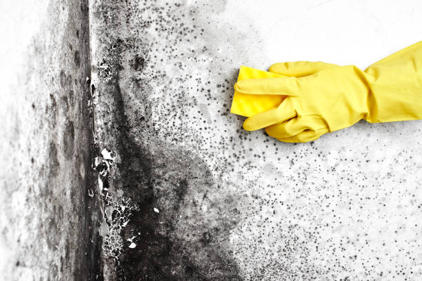 Professional Mold Removal in Gowanda, NY