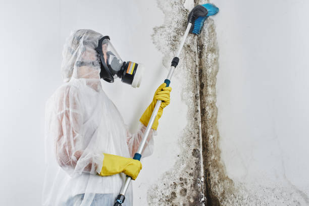 Best Crawl Space Mold Removal  in Gowanda, NY