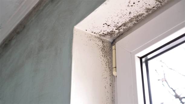 Best Mold Inspection  in Gowanda, NY