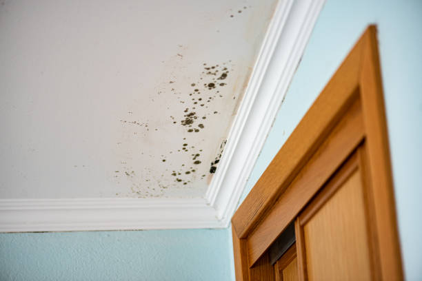Best Mold Cleaning Services  in Gowanda, NY