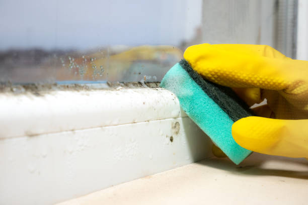 Best Office Mold Removal Services  in Gowanda, NY
