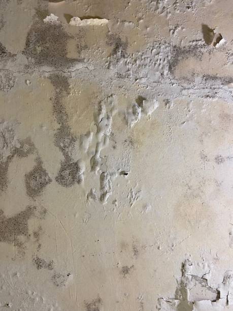 Best Local Mold Removal Service  in Gowanda, NY