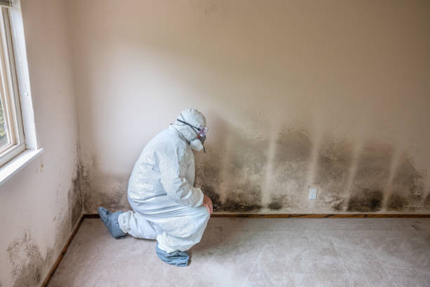Best Mold Damage Repair  in Gowanda, NY