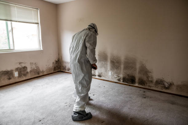 Best Certified Mold Removal  in Gowanda, NY