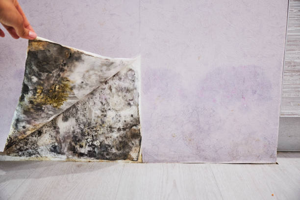 Best Mold Removal Process  in Gowanda, NY